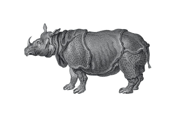 Rhinoceros