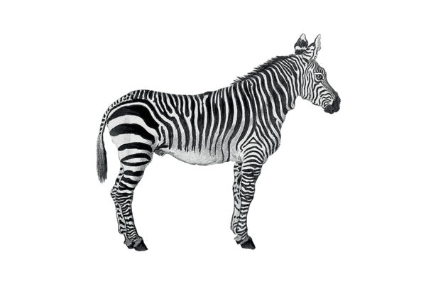 Zebre